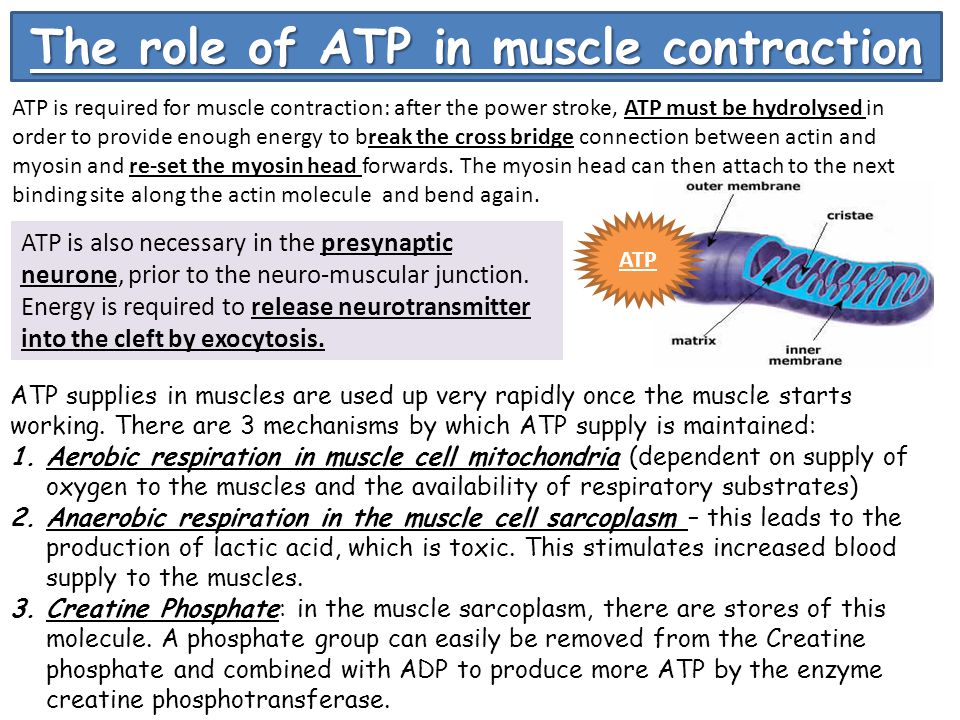 Adenosine Triphosphate (ATP) Function in Cells